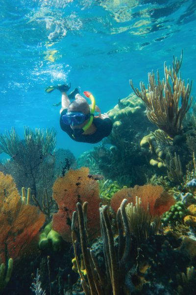 Royal Caribbean Group, Inter Miami CF y Universidad de Miami se unen para llevar la 'jardinería de coral' a la comunidad del sur de Florida