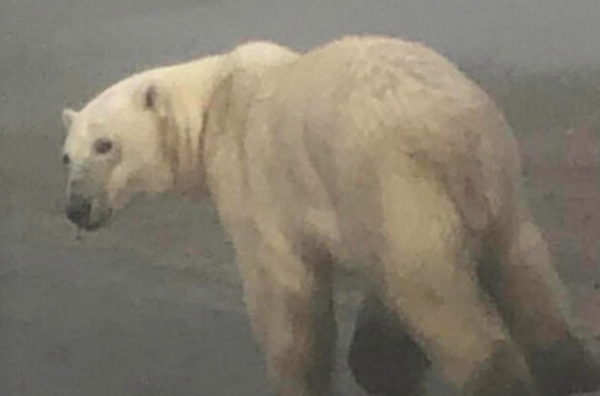 Oso polar aparece en embarque de pasajeros del crucero Hanseatic Nature