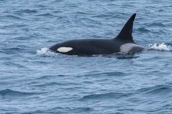 HX se asocia con Universidad Heriot-Watt para proteger ballenas del Ártico