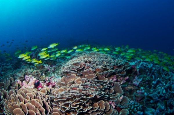 MSC Foundation apoya nuevas investigaciones sobre especies de coral en peligro de extinción