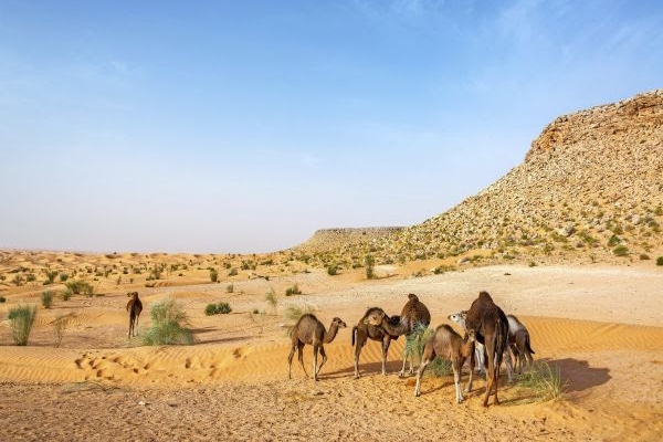 Ikarus Tours anuncia cambios en dos programas en África