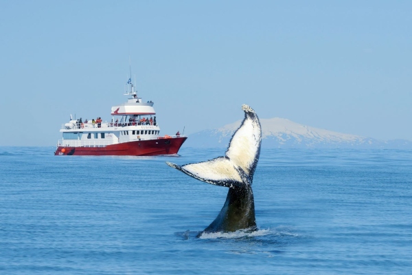 Avistamiento de ballenas es uno de los atractivos de un destino en alza: Islandia
