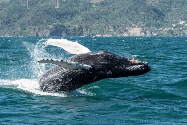 Ambassador destaca opciones de encuentros con la vida silvestre en el mar