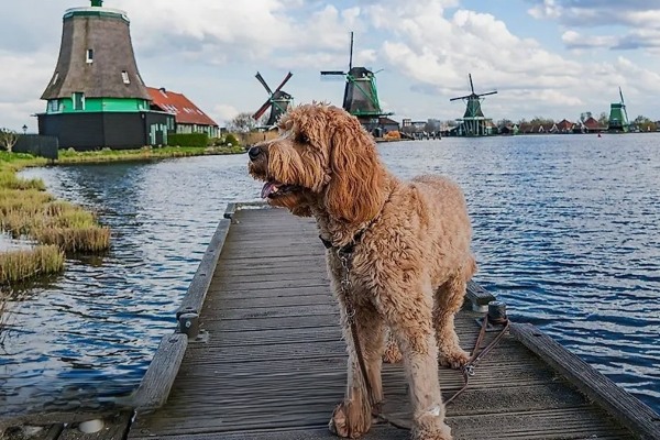 1AVista Reisen ofrecerá barco exclusivo en el Danubio para viajes con perros