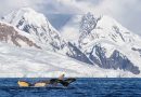 Lindblad Expeditions documenta 789 encuentros con 18 especies en temporada en Océano Austral
