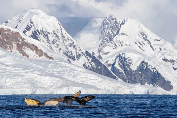 Lindblad Expeditions documenta 789 encuentros con 18 especies en temporada en Océano Austral