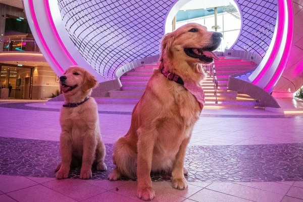 Royal Caribbean devela la vida en el mar de los oficiales caninos