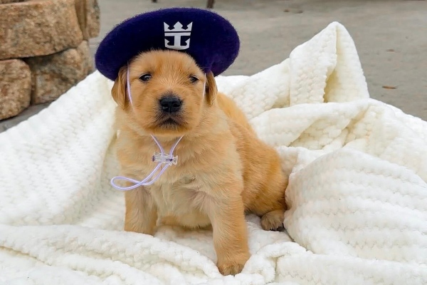 Royal Caribbean presenta próximo oficial canino del Legend of the Seas