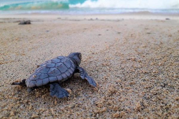 TUI Care Foundation protege a más de 2,8 millones de crías de tortugas marinas en 10 años