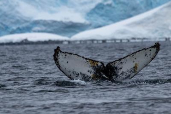 Iaato propone nueva medida voluntaria de protección de ballenas para temporada antártica 2026-27