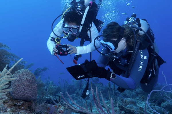 Informe de MSC Foundation expone disminución de arrecifes de coral y efectividad de acciones