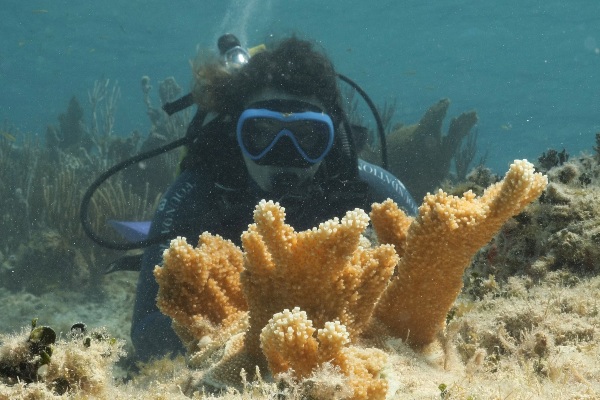 MSC Foundation realiza nuevas acciones de protección de coral cuerno de alce en Bahamas