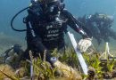 MSC Foundation y Asociación Vellmarí lanzan nuevo programa a bordo del Explora III