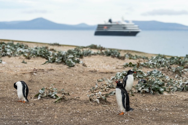 Atlas Ocean Voyages destaca viajes a Falkland Island para observar pingüinos